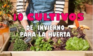 10 CULTIVOS QUE PUEDES SEMBRAR EN LA EPOCA DE INVIERNO 55