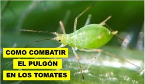 CÓMO COMBATIR EL PULGÓN EN LOS TOMATES