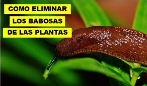 CÓMO ELIMINAR LAS BABOSAS DE NUESTRAS PLANTAS