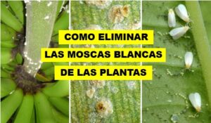CÓMO ELIMINAR LAS MOSCAS BLANCAS 22