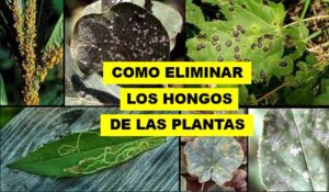 CÓMO ELIMINAR LOS HONGOS DE LAS PLANTAS 44