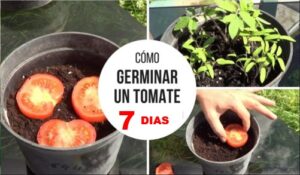COMO GERMINAR TOMATES EN 7 DÍAS EN CASA