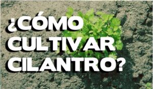 COMO GERMINAR Y CULTIVAR CILANTRO EN CASA 44