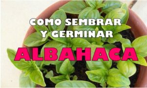 COMO GERMINAR Y SEMBRAR ALBAHACA EN CASA 33 - copia