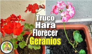 COMO HACER FLORECER TUS GERANIOS