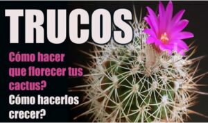 COMO HACER FLORECER UN CACTUS 100 % EFECTIVO 22