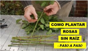 COMO PLANTAR ROSAS SIN RAÍZ 33 - copia
