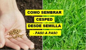 Como sembrar césped desde semilla, paso a paso - copia