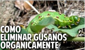 Eliminar orugas y gusanos del huerto de forma orgánica - copia