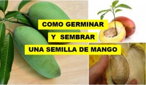 GERMINAR Y SEMBRAR UNA SEMILLA DE MANGO - copia