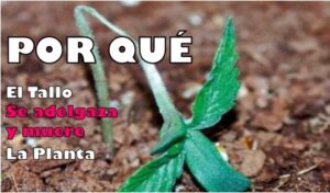 POR QUE EL TALLO SE ADELGAZA Y MUERE LA PLANTA 44