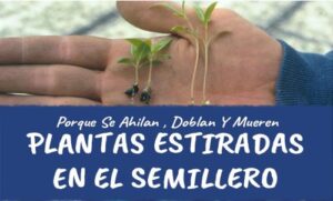 PORQUE SE AHÍLAN LAS PLANTAS 33