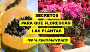 SECRETO PARA QUE FLOREZCA TUS PLANTA
