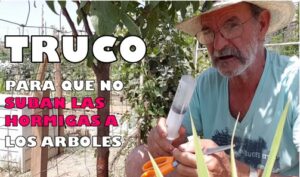TRUCO PARA QUE NO SE SUBAN LAS HORMIGAS A LOS ARBOLES FRUTALES 22