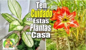 sobre 4 PLANTAS TOXICAS QUE NO DEBES TENER EN CASA 55