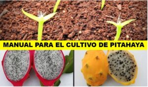 MANUAL PARA EL CULTIVO DE PITAHAYA - copia